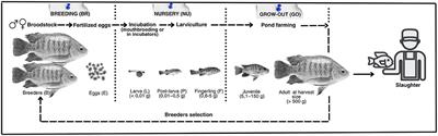 From egg to slaughter: monitoring the welfare of Nile tilapia, Oreochromis niloticus, throughout their entire life cycle in aquaculture